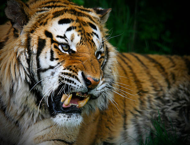 Wildlife Safari Ranthambore