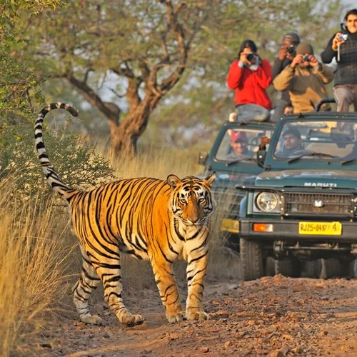 jungle safari