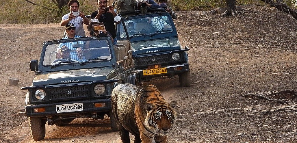 Ranthambore jeep safari