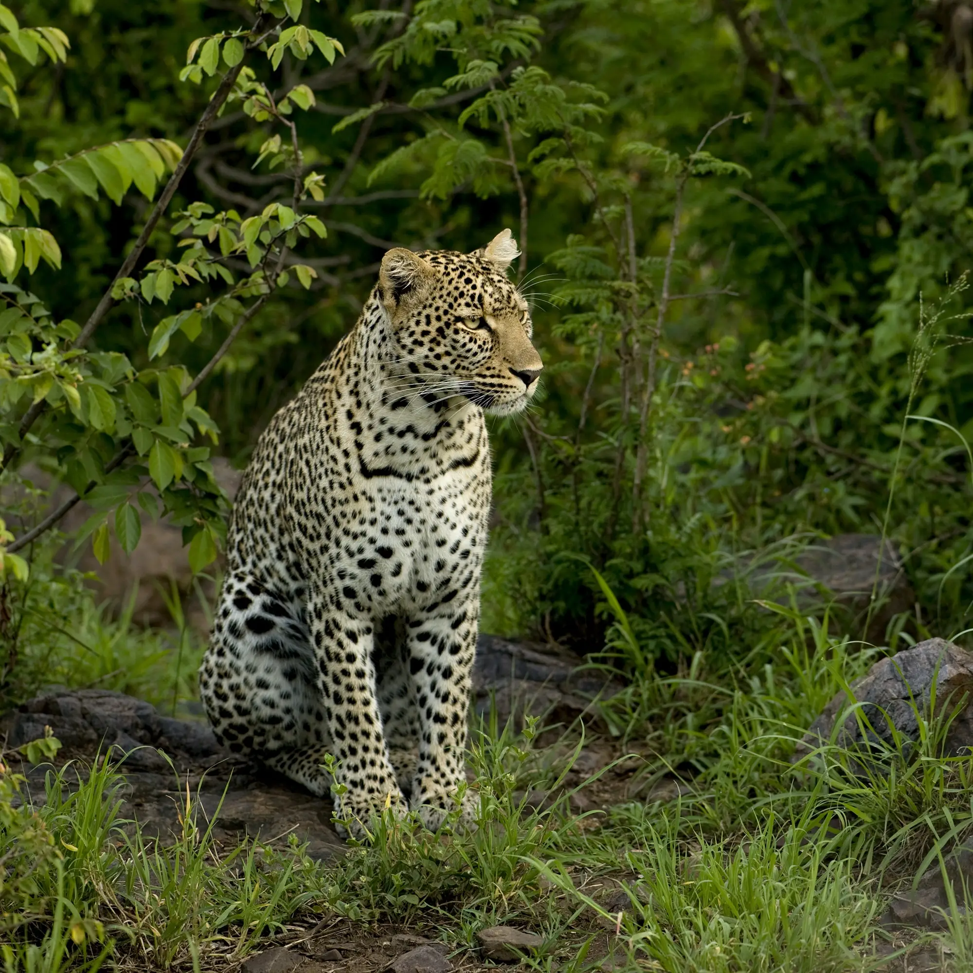 Jhalana Safari