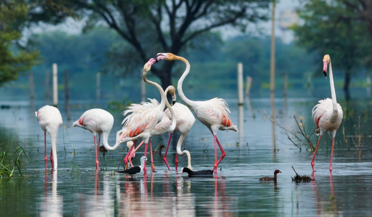 Keoladeo Safari