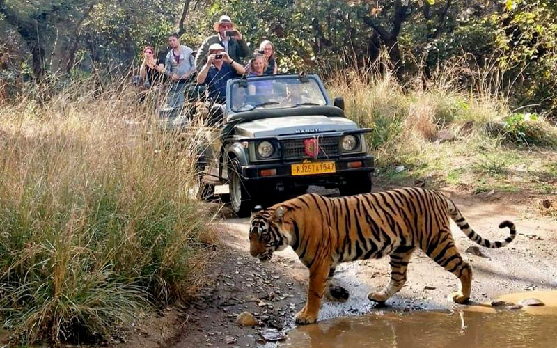 ranthambore tour package